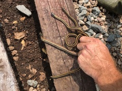Thamnophis saurita septentrionalis