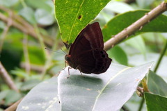 Abisara bifasciata