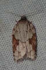 Acleris ptychogrammos