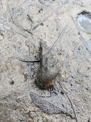 Pyrazus ebeninus