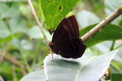 Abisara bifasciata