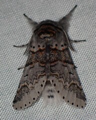 Furcula occidentalis