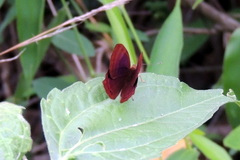 Abisara bifasciata