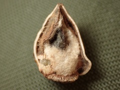 Callirhytis eldoradensis