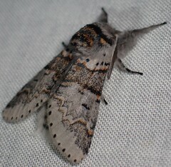 Furcula occidentalis