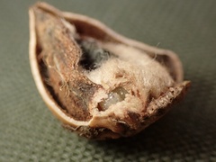 Callirhytis eldoradensis