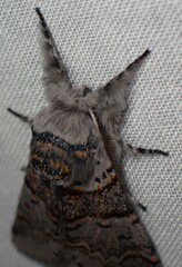 Furcula occidentalis