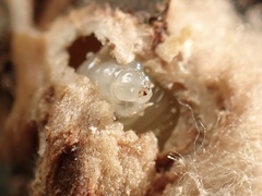 Callirhytis eldoradensis