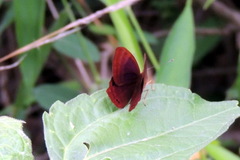 Abisara bifasciata