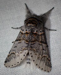 Furcula occidentalis