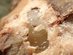 Callirhytis eldoradensis