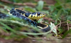 Thamnophis pulchrilatus