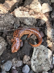 Pseudotriton ruber ruber