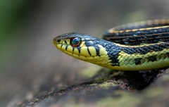 Thamnophis pulchrilatus