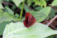 Abisara bifasciata