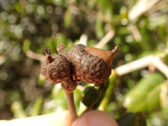 Callirhytis eldoradensis