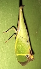 Odontoptera carrenoi