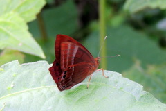 Abisara bifasciata