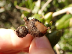 Callirhytis eldoradensis