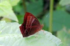 Abisara bifasciata