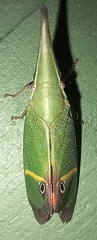 Odontoptera carrenoi