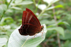 Abisara bifasciata