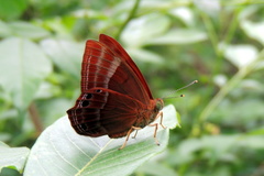Abisara bifasciata