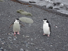 Pygoscelis antarcticus