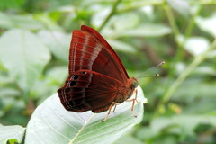 Abisara bifasciata