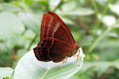 Abisara bifasciata