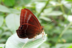 Abisara bifasciata