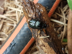 Onthophagus taurus