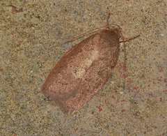 Prionocris