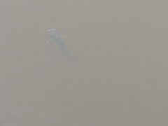 Siluriformes