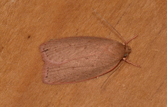 Prionocris