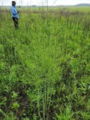 Asparagus officinalis