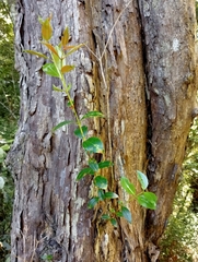 Metrosideros umbellata