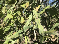 Cylindropuntia thurberi