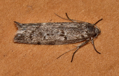 Palimmeces hemiphanes