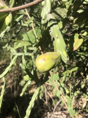 Cylindropuntia thurberi