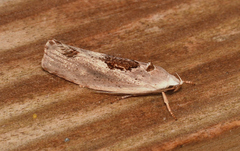 Tymbophora peltastis