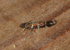 Stagmatophora argyrostrepta