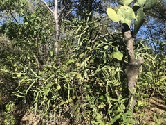 Cylindropuntia thurberi