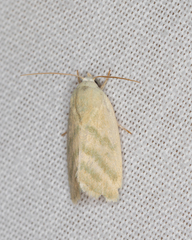 Earias paralella