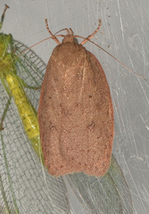 Prionocris
