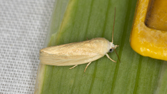 Earias chlorodes