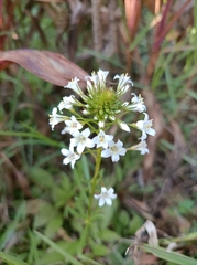 Lysimachia candida