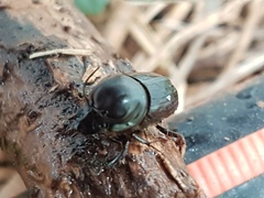 Onthophagus taurus