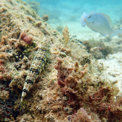 Synodus dermatogenys