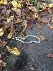 Euprepiophis conspicillata